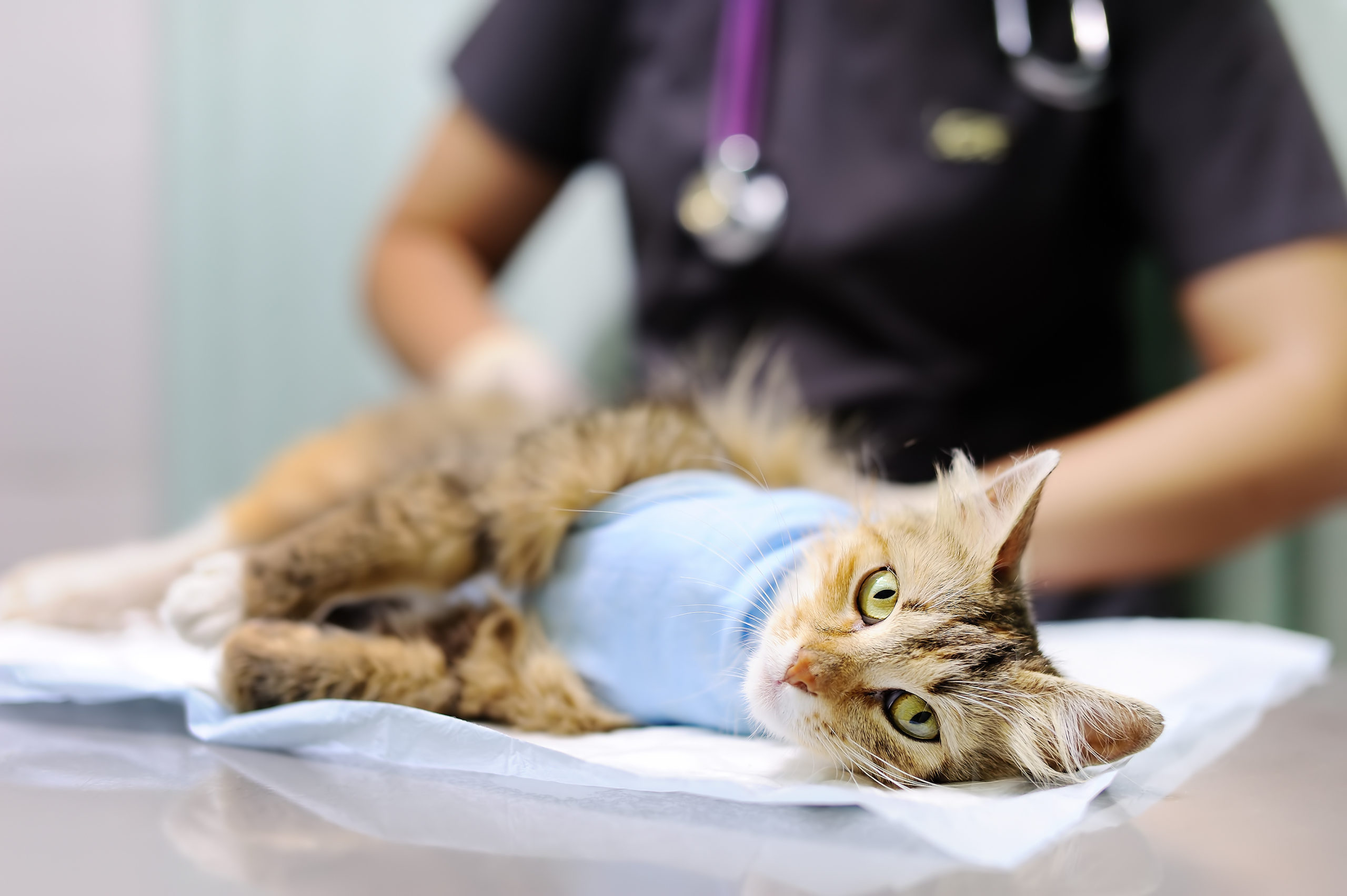 female veterinary doctor puts bandage on cat after surgery