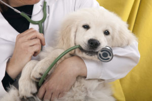 veterinarian holding a dog with a stethoscope hanging in its mouth
