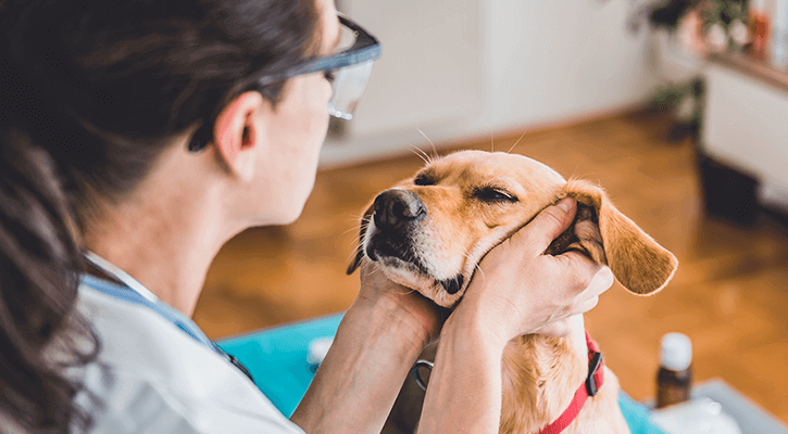 veterinarian holding a dog's cheeks during a wellness exam