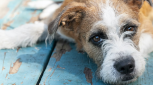 jack russell laying with its head down