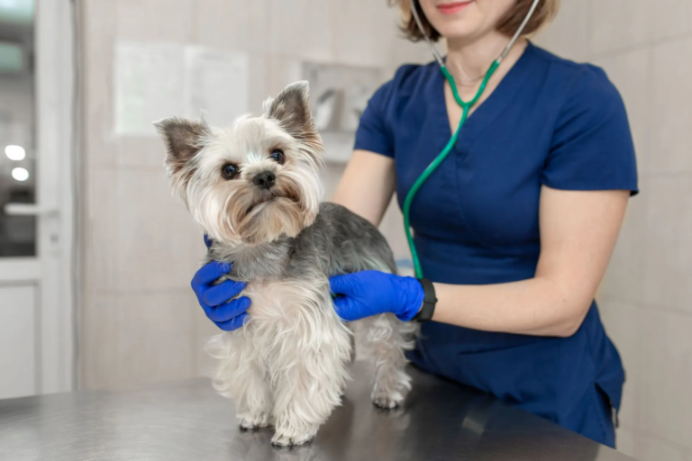 Veterinarians and Staff Hilton Veterinary Hospital