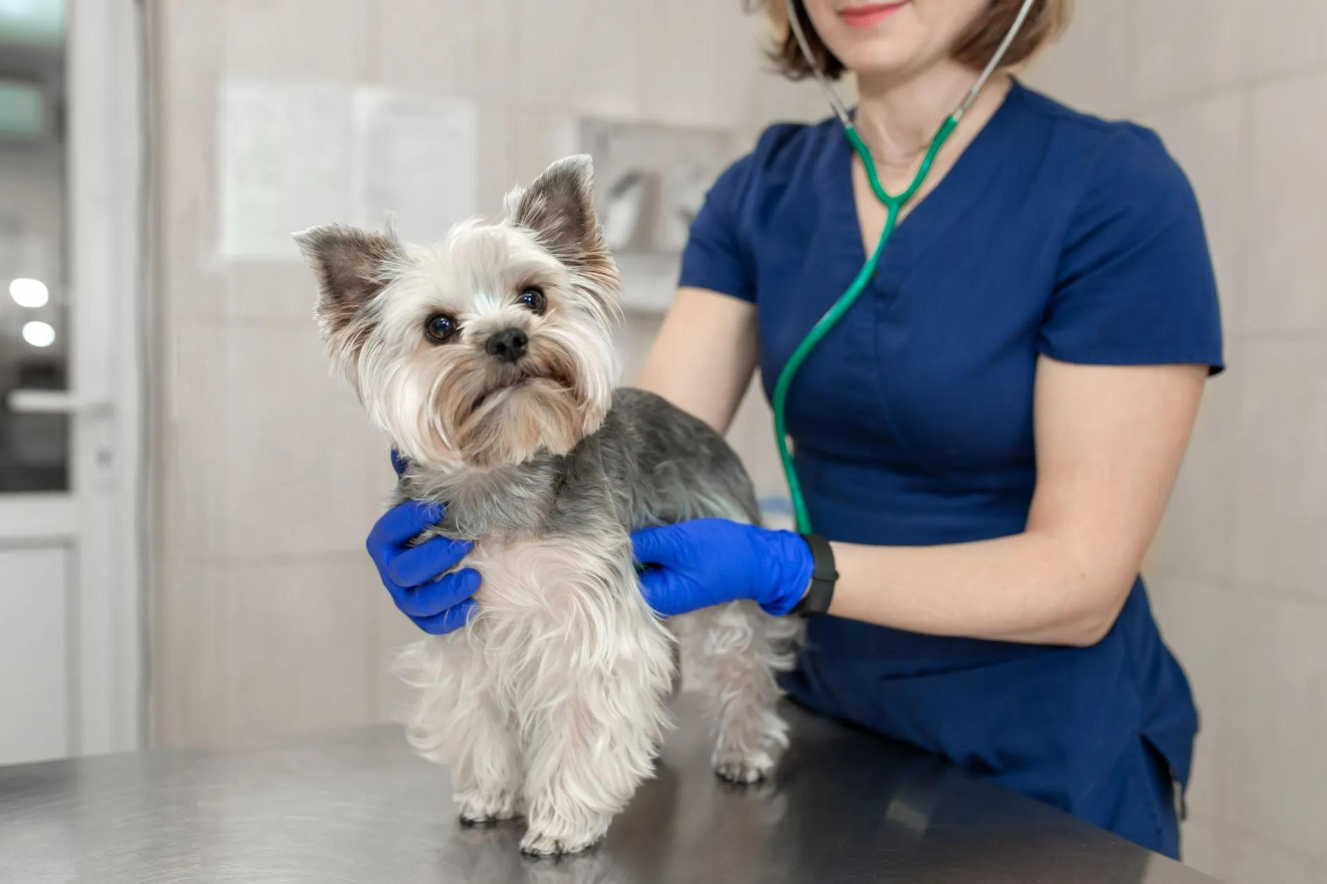Veterinarians and Staff | Hilton Veterinary Hospital