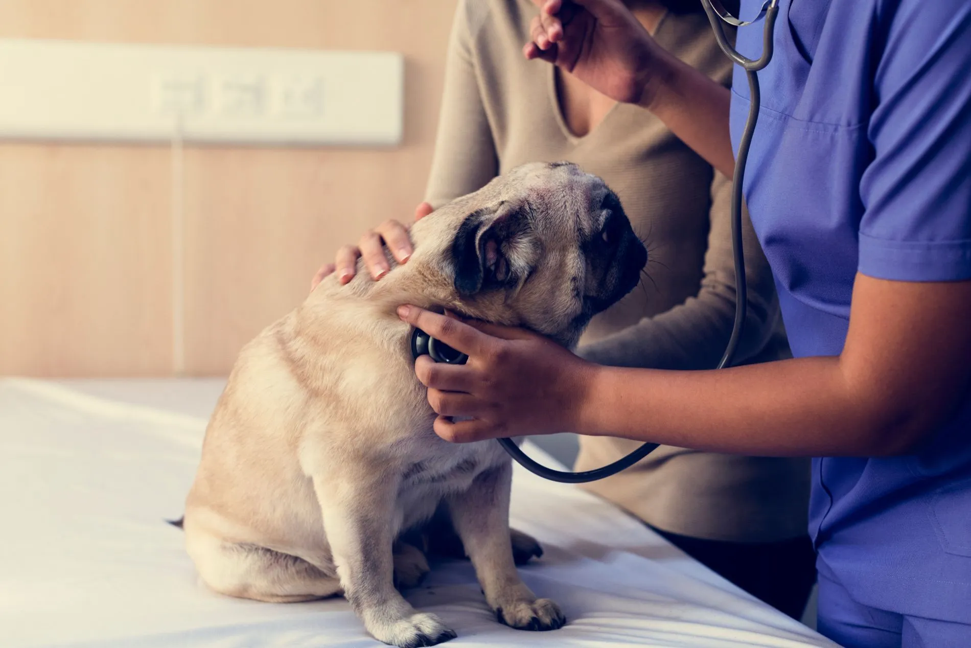 veterinarian holding a stethoscope up to a pugs chest