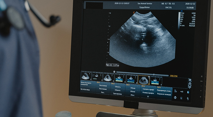 computer monitor during an animal ultrasound screening