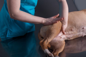 Animal Chiropractic Care